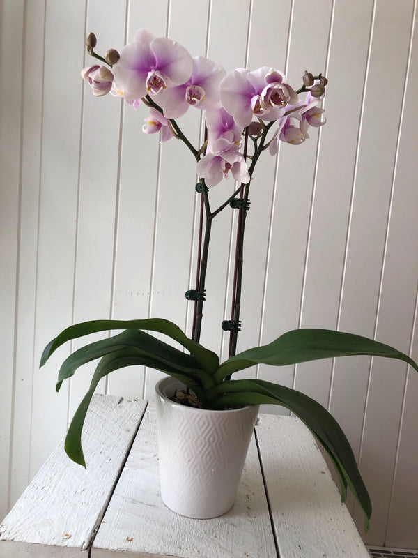 Orchidée Phalaenopsis double tiges rose/mauve