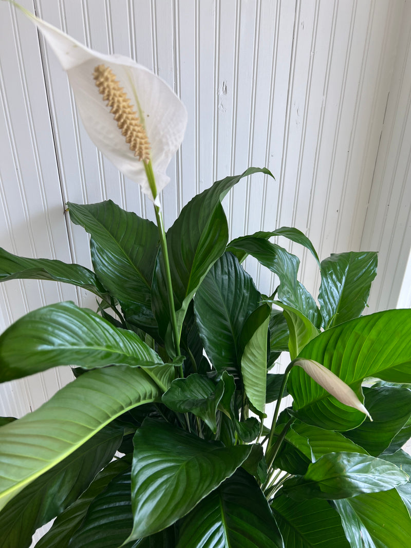 Spathiphyllum - very large peace lily