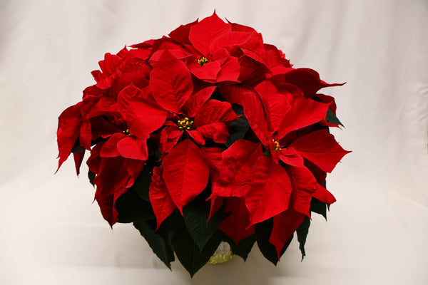 Le grand poinsettia rouge