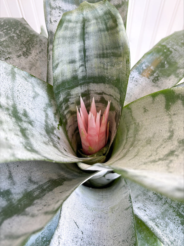 Aechmea fasciata