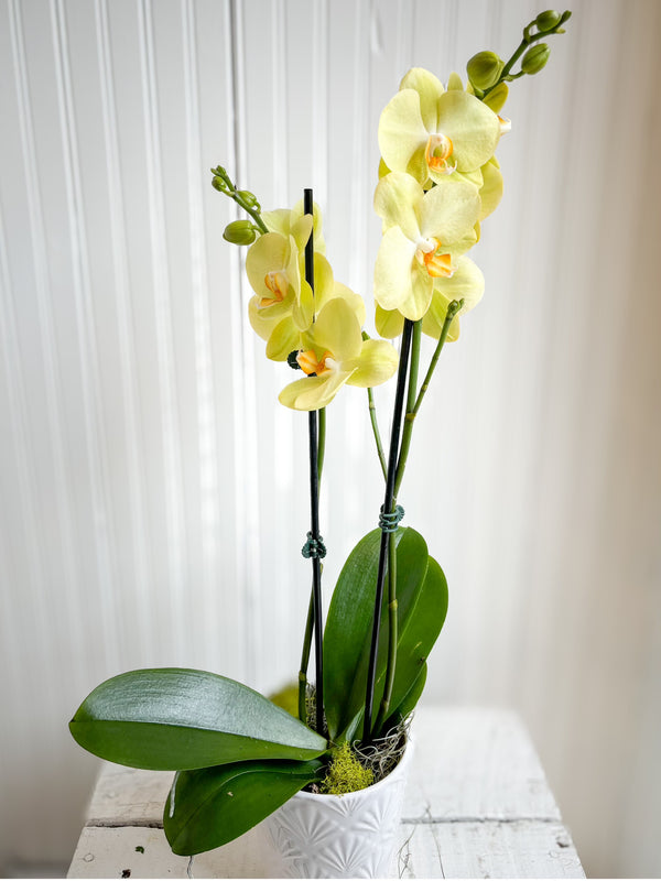 Orchidée phalaenopsis jaune double tiges