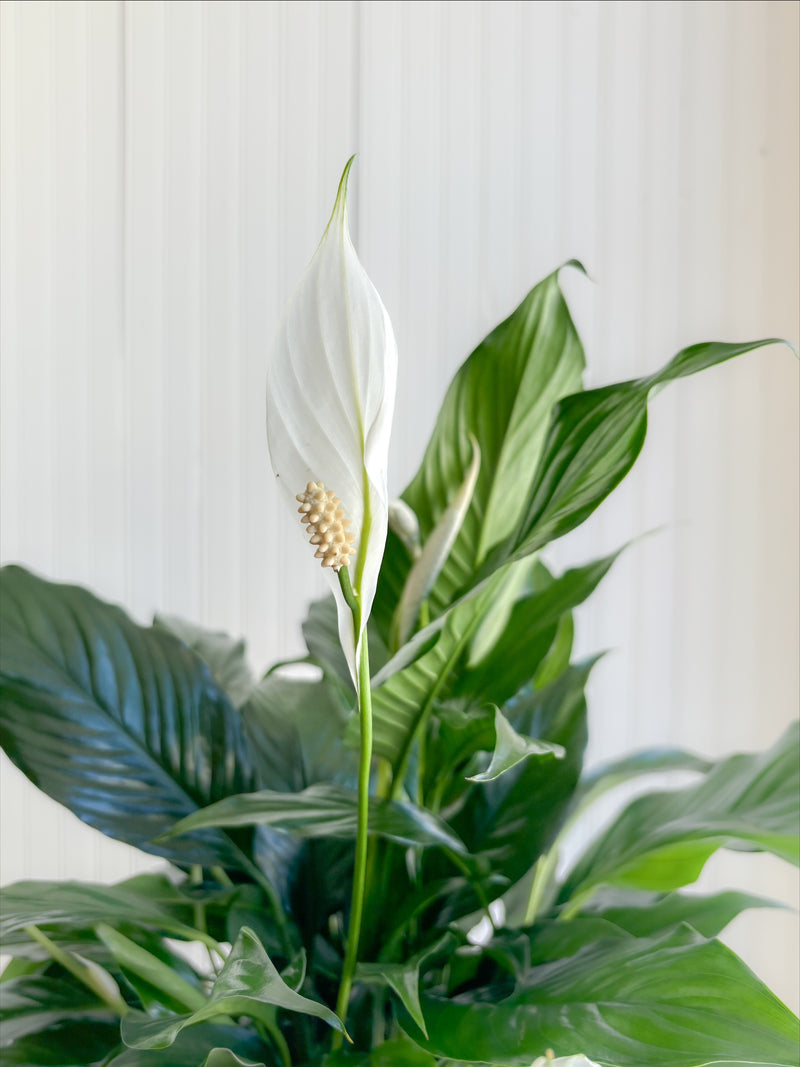 peace lily in french Spathiphyllum