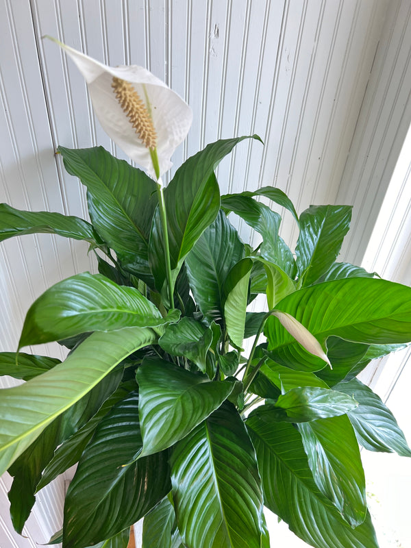 Spathiphyllum - very large peace lily