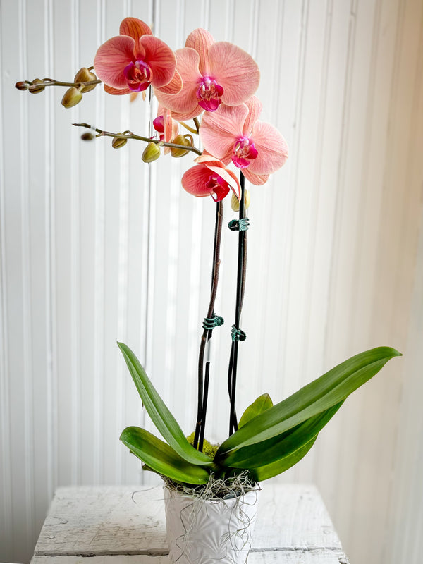 Orchidée phalaenopsis orangé double tiges