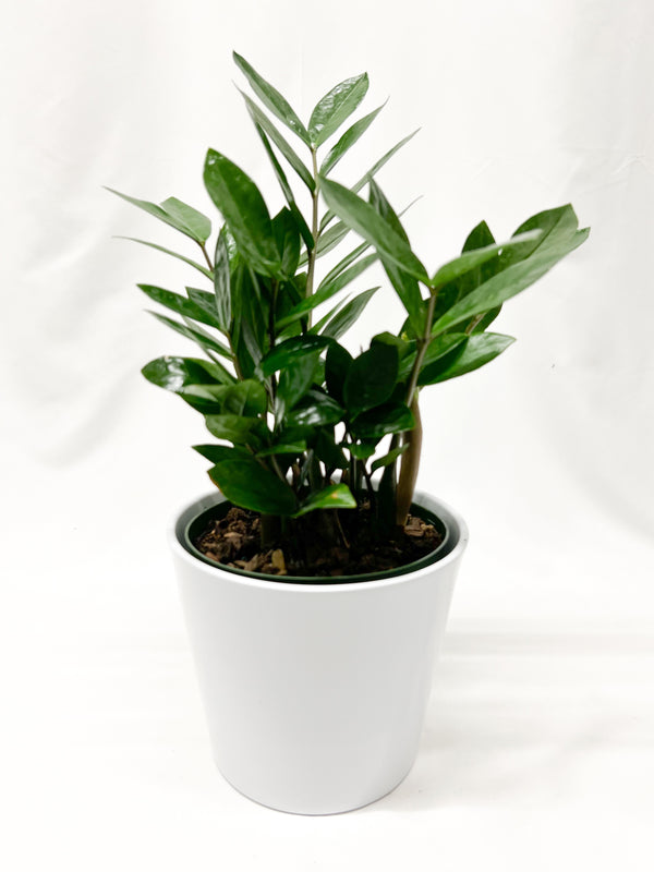 Zamioculcas