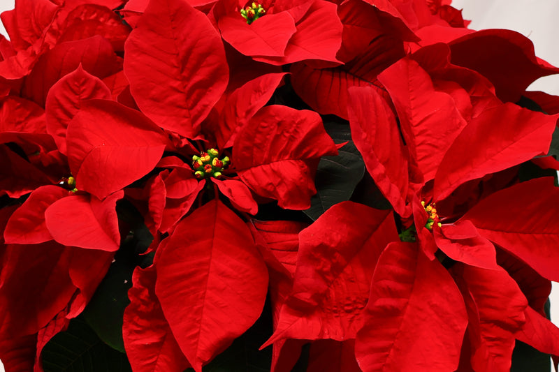 Le grand poinsettia rouge