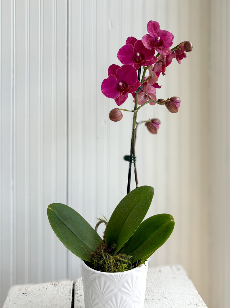 Single stem purple phalaenopsis orchid