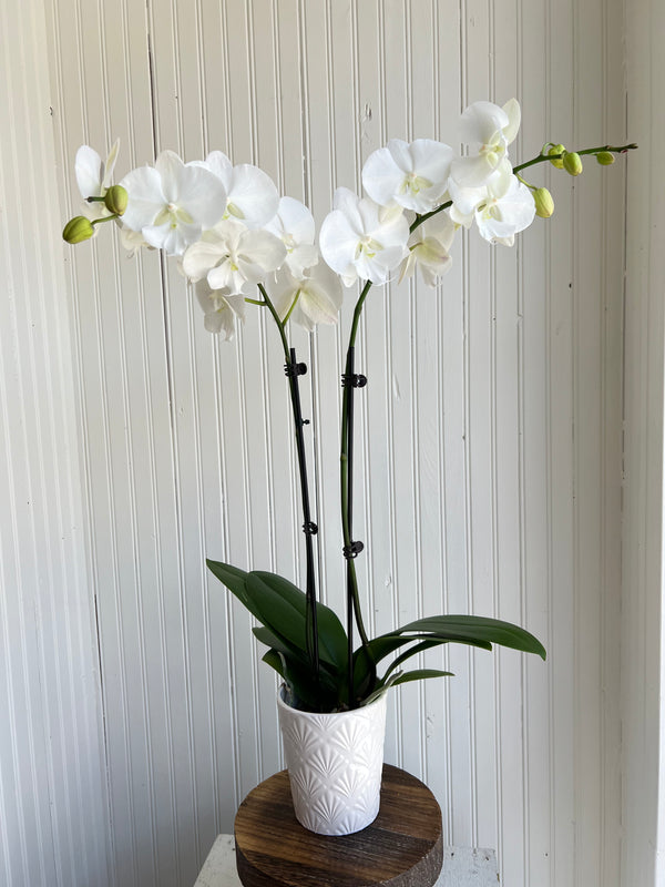 Double stem white phalaenopsis orchid