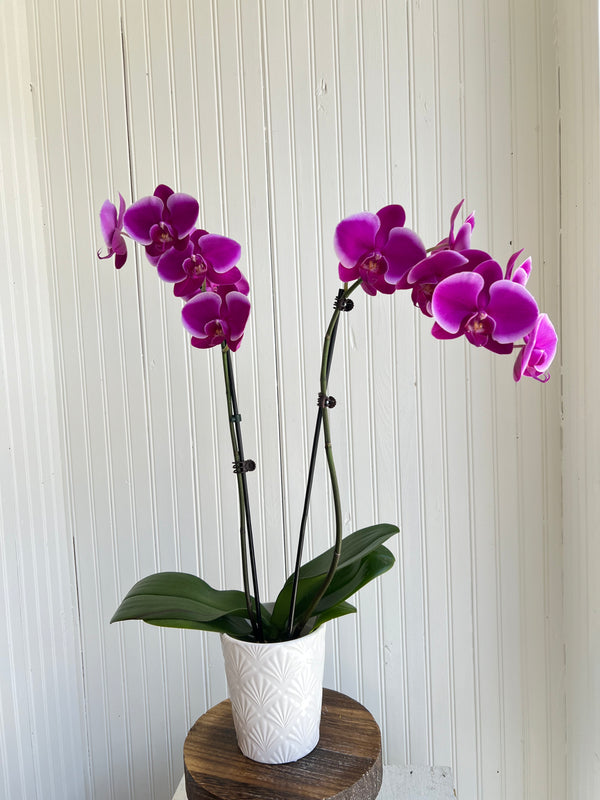 Orchidée phalaenopsis violet mauve double tiges