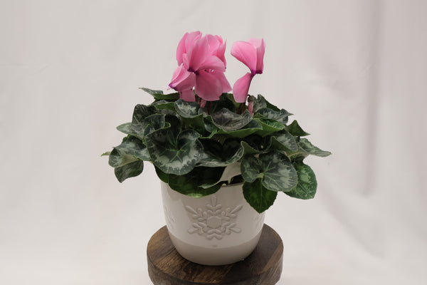 Cyclamen en céramique