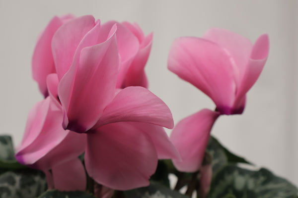 Cyclamen en céramique