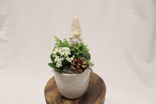 Petit jardin de plantes Flocon hivernal