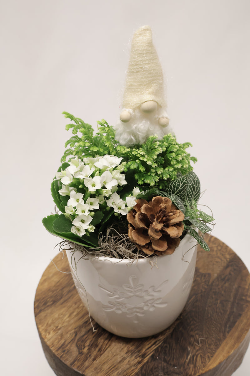 Petit jardin de plantes Flocon hivernal