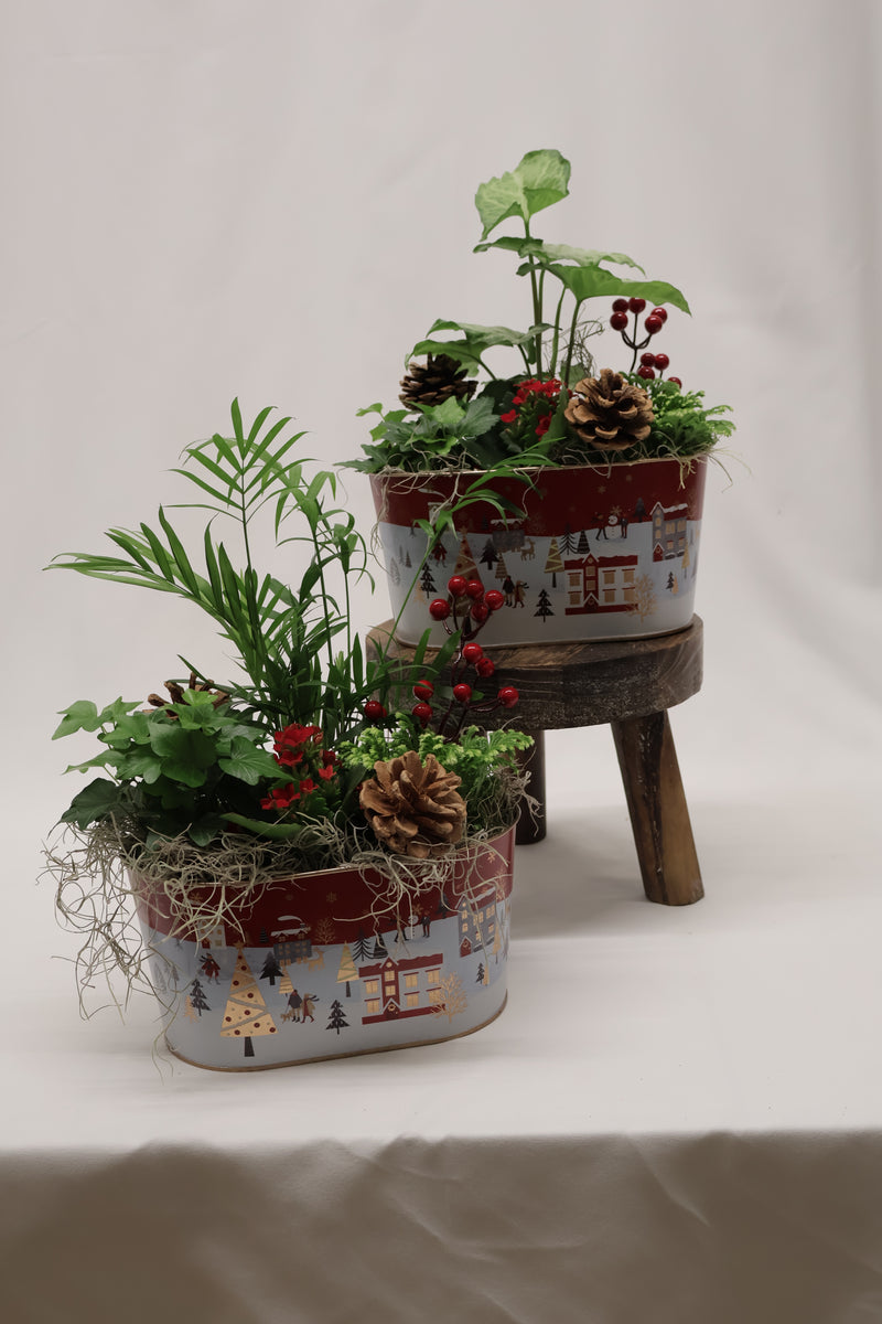 Jardin de plante Maison de Village