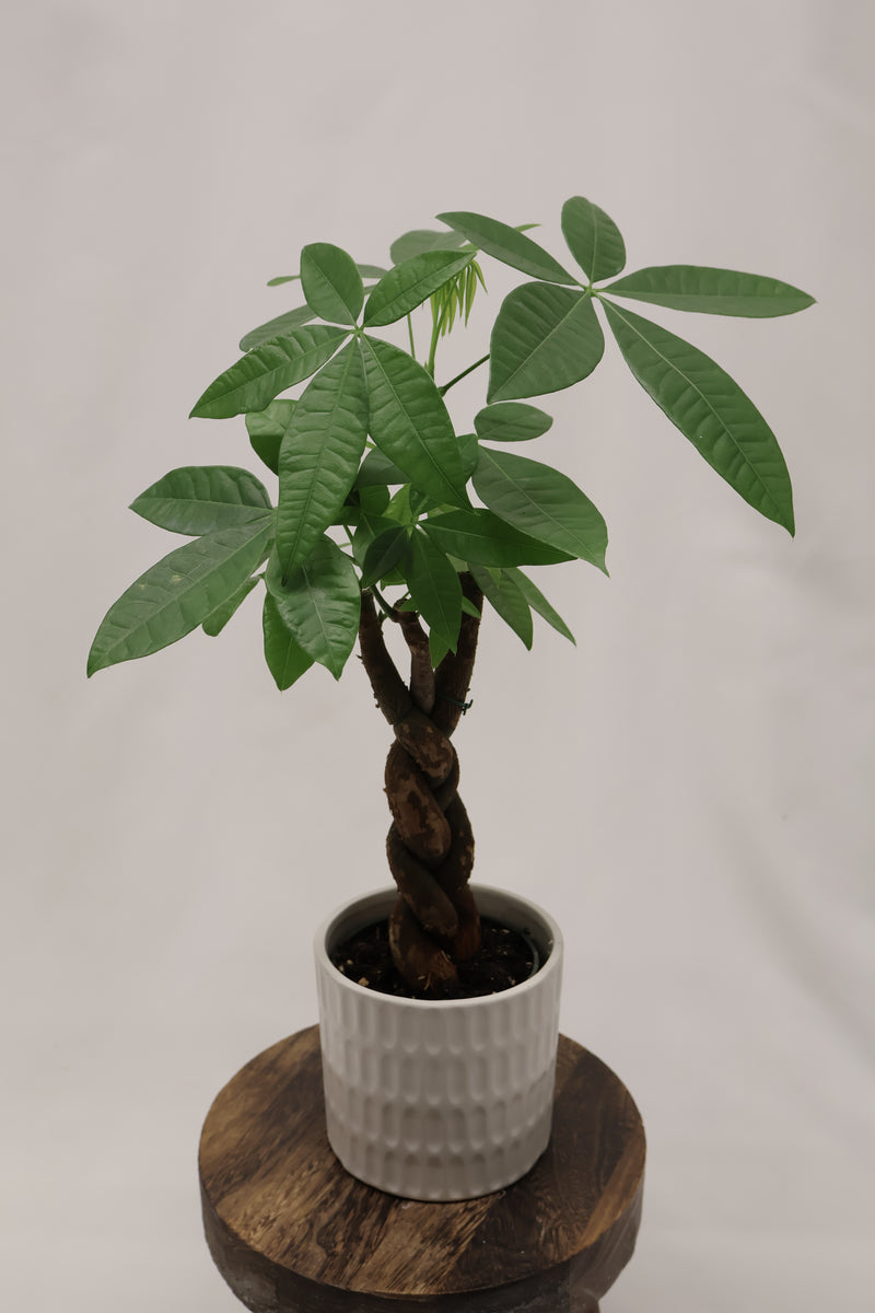 Pachira Aquatica (Money Tree)