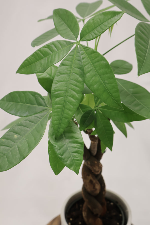Pachira Aquatica (Money Tree)