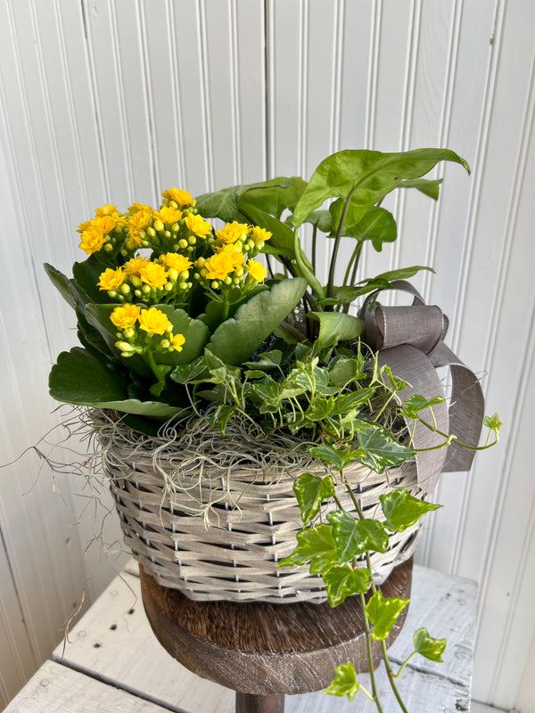 Sunshine Dishgarden
