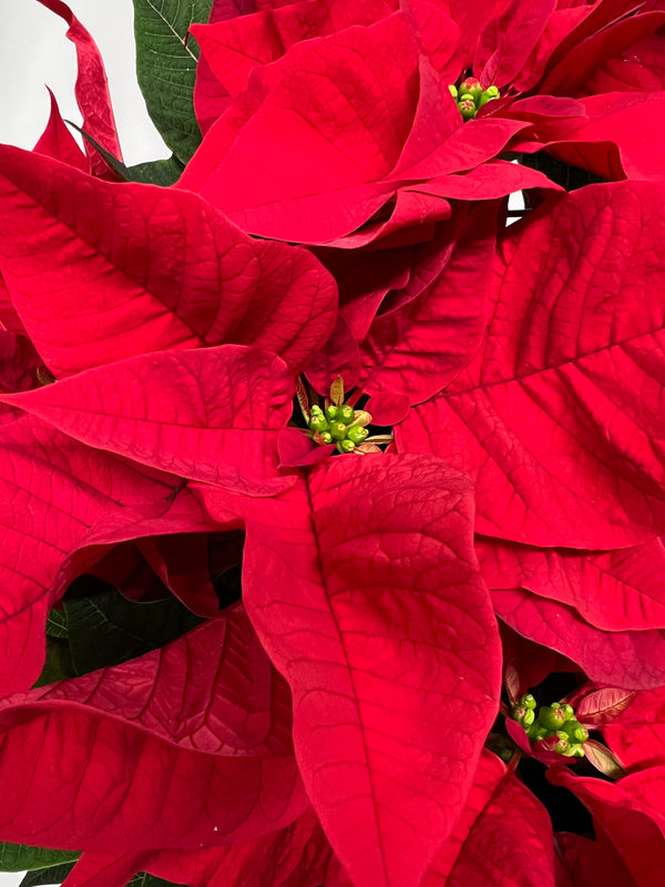 Poinsettia rouge moyen "Au Village"