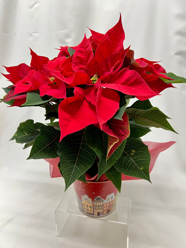 Poinsettia rouge moyen "Au Village"