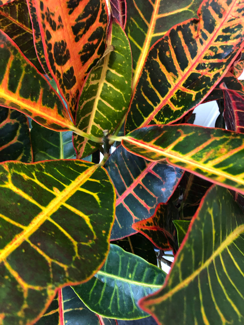 Croton