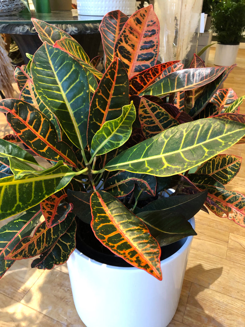 Croton